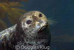Harbor Seal Portrat. 

Taken with a Canon Digital Rebel... by Douglas Klug 